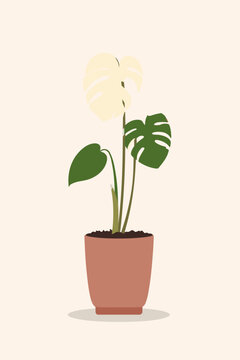 Elegant Variegated Monstera Albo Plant in Minimalist Vector