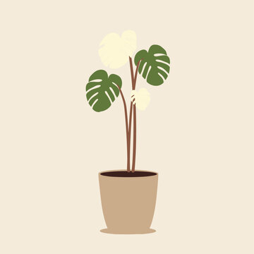 Elegant Variegated Monstera Albo Plant in Minimalist Vector