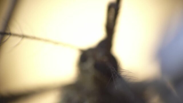 Closeup mosquito antennal base with blurred compound eye and warm halo backlight shallow depth and soft bokeh reveal delicate hairs and surface detail, suitable for editorial on insect sensory systems