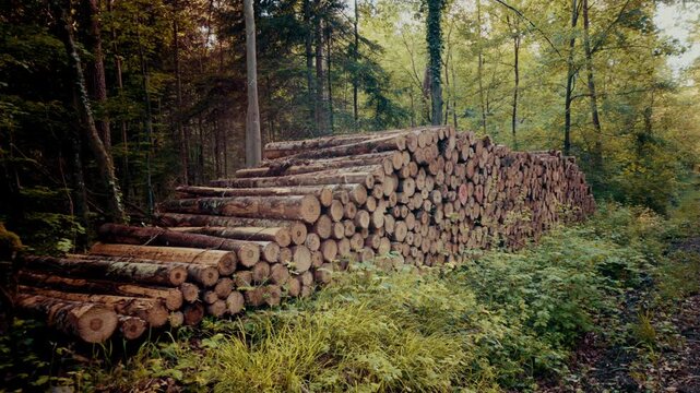 A large pile of cut timber logs stacked in a sunlit forest clearing, surrounded by green and yellow foliage, illustrating forestry and natural resources.