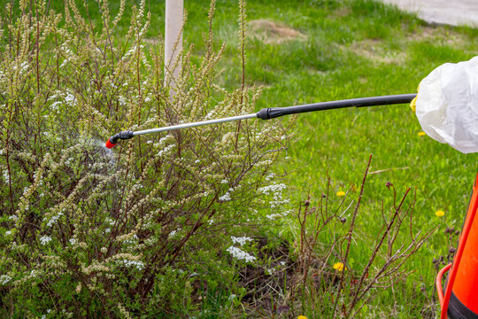 Worker in protective clothing spraying bushes to kill ticks with chemicals. Pest control specialist using sprayer to treat garden plants. Insecticide application for safety in nature