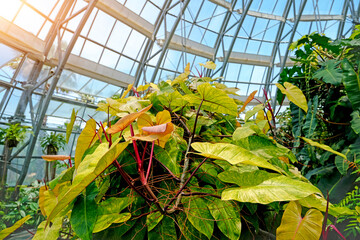 Lush green and yellow Philodendron plants grow abundantly inside a large glass greenhouse © aapsky