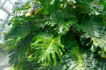 Dense foliage of Monstera and various tropical plants fills a greenhouse. Sunlight illuminates the large, green, split leaves, showing lush growth © aapsky