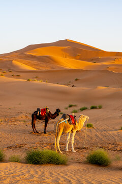 A camel caravan walks across the sand dunes of the Sahara Desert in Morocco. The sun sets, casting light over the dunes and highlighting the path of the caravan.