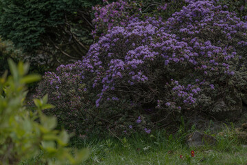 Obraz premium Blooming Purple Rhododendron Bushes in Atmospheric Botanical Garden Landscape