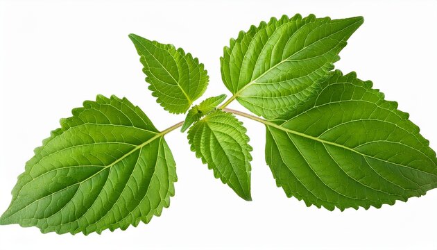 Pogostemon Cablin Blanco Benth Or Patchouli Branch Green Leaves On Transparent Background