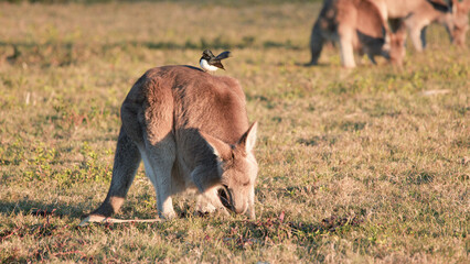 Kangaroo Grazing in Field with Willie Wagtail Bird Perched on Back © blueringmedia