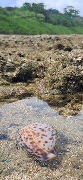 Live Cowry Eating in the Intertidal Pools of Galathea Bay in Great Nicobar Island