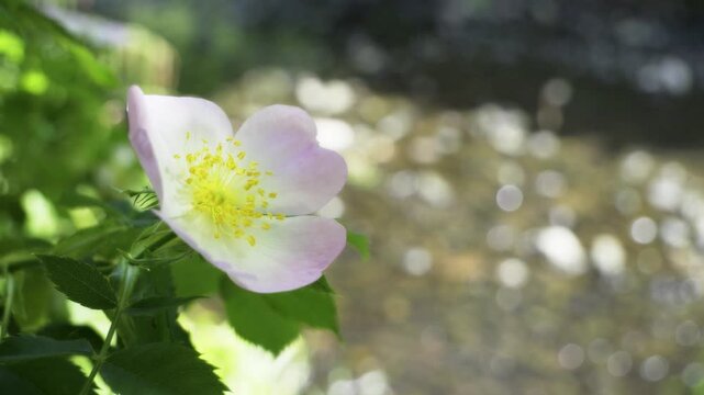 Wild Dog Rose (Rosa canina) Blooming by the River Rea in Birmingham.
A close-up, high-definition shot of a pale pink Wild Dog Rose (Rosa canina) in full bloom.
