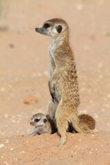 Fototapeta premium African Wildlife