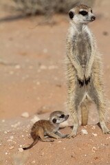 Fototapeta premium African Wildlife