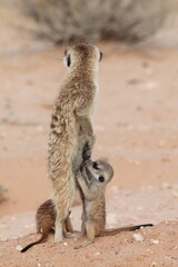 Fototapeta premium African Wildlife