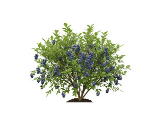 Naklejka premium Blueberry bush with green leaves and blue berries isolated on white background transparent background
