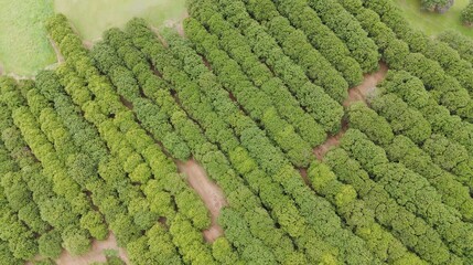 Aerial View of Symmetrical Macadamia Tree Rows on a Rural Farm © blueringmedia