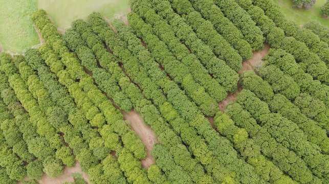 Aerial View of Symmetrical Macadamia Tree Rows on a Rural Farm