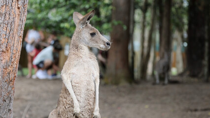 Alert Kangaroo Standing Upright in a Park with Blurred Visitors © blueringmedia