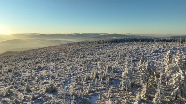 Winter Sun Rays Alpine Forest Aerial Forward Flight