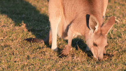 Young Kangaroo Joey Grazing in a Sunlit Field at Sunset © blueringmedia