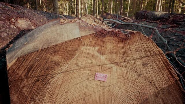 A close-up shot of a felled tree trunk showing detailed wood grain rings and a pink identification tag stapled to the cut surface.