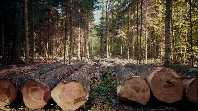 A forest logging site showing rows of felled tree trunks lying on the ground, with sunlight filtering through the remaining standing trees.