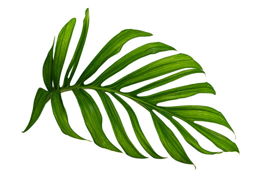 Tropical green leaf isolated on white background, Luxury foliage pattern for design element.