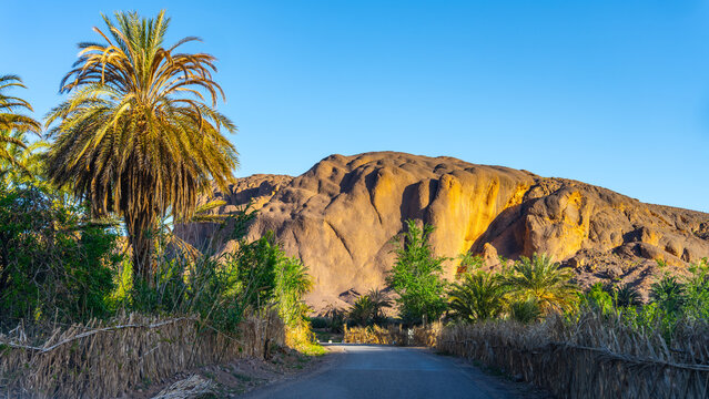Fint Oasis is near Ouarzazate, Morocco. Tall palm trees line the road leading to the rocky mountains in the background. It shows a clear sky on a sunny day.