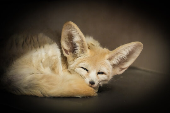 Portrait of a resting fennec fox. Animal close-up. Vulpes zerda.
