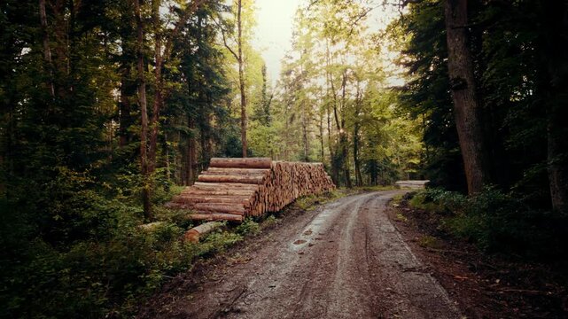 A dirt forest road curves past a large stack of cut timber logs, with sunlight filtering through the dense canopy of green trees in the background.