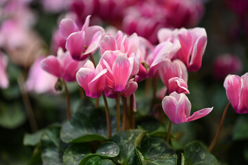 Obraz premium Pink flower 
