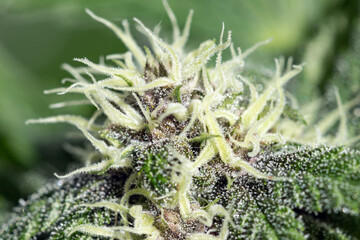 Fototapeta premium Cannabis_Flower