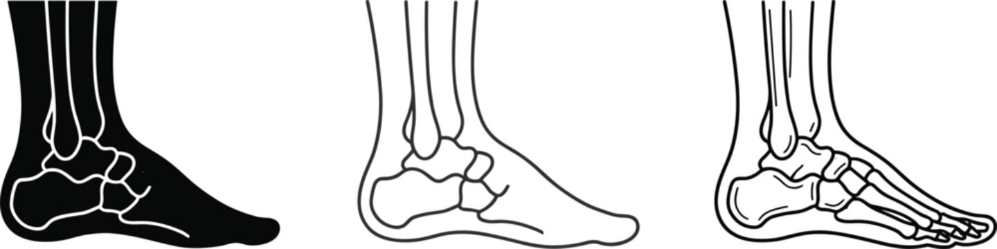 Human foot bone skeleton anatomy vector icon set showing ankle joints and podiatry structure isolated on white background