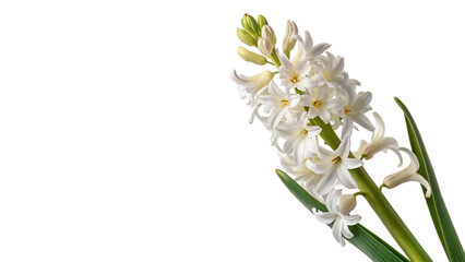Delicate blooming white hyacinth flower branch stalk isolated on transparent background cut out © AAAstock2025