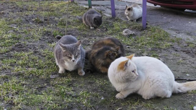 A group of hungry stray cats gathers outdoors to eat on a patch of dirt and sparse grass. Concept of animal welfare, urban wildlife survival, community care, and feral pet rescue.