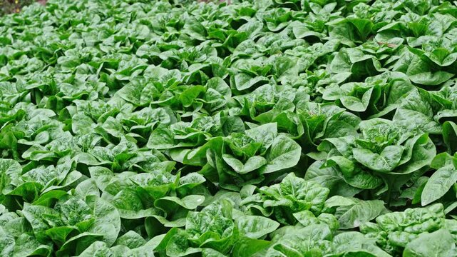 Fresh Green Spinach Plants Growing in Organic Vegetable Farm