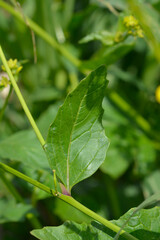 Close-up view of a vibrant green leaf attached to a thin stalk of a wild mustard plant growing outdoors in a sunny field - latin name - Sinapis arvensis © nahhan