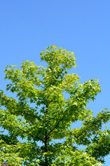 Fototapeta premium Close up of a vibrant green sweetgum tree branch with detailed star shaped leaves under a clear blue sky on a sunny day - latin name - Liquidambar styraciflua