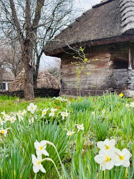 Daffodil flowerbed blooming beside an old wooden house with a reed roof in the Pyrohiv open-air museum, capturing traditional Ukrainian rural charm in spring