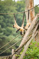A spider monkey climbing on wooden structures and ropes, showing its agility and long tail. The moment captures natural animal behavior in an outdoor environment.  © doda
