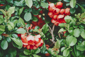 Pigwowiec pośredni, Chaenomeles ×superba © Marcin Łazarczyk