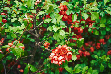 Pigwowiec pośredni, Chaenomeles ×superba © Marcin Łazarczyk