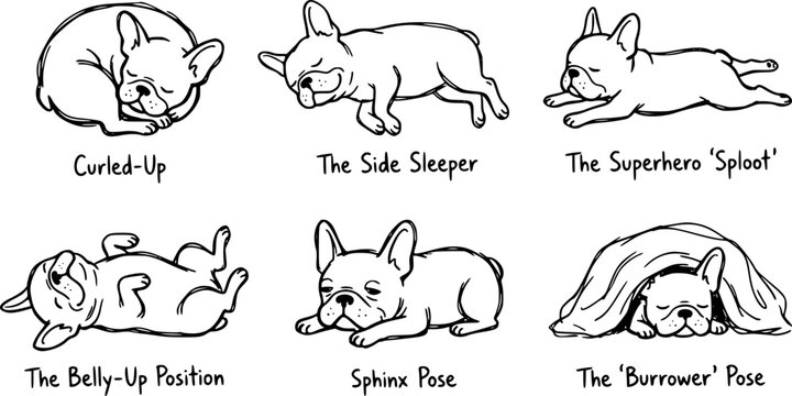 French Bulldog Sleeping Poses Line Art Doodle Set Cute Frenchie Dog Sleep Positions Playful Naive Minimal Vector Illustration