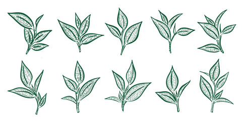 Fototapeta premium Green tea leaves, Hand drawn