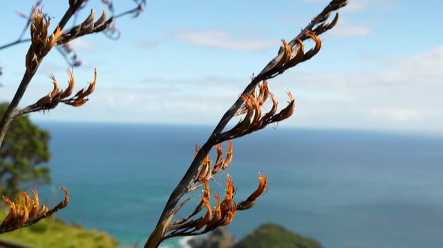 Harakeke flax flowers sway above the blue New Zealand coastline, natural coastal detail, upward pan shot.