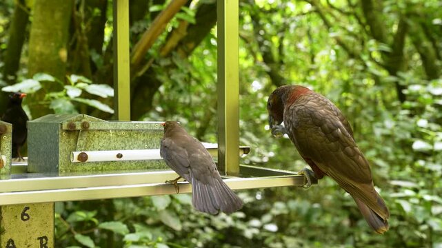 Kaka parrot solves a feeder contraption to reach food in New Zealand forest, static horizontal shot.