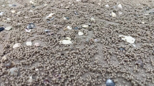 Sand bubbler crabs on the beach