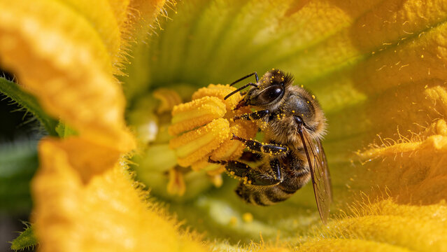 Closeup view of a bee collecting pollen from a zucchini flower during the growing season in a farm
