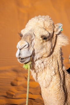 A camel is shown in the desert sand. The animal has a rope at its mouth. The sun shines down, creating orange tones in the background. The camel looks calm and aware of its surroundings.