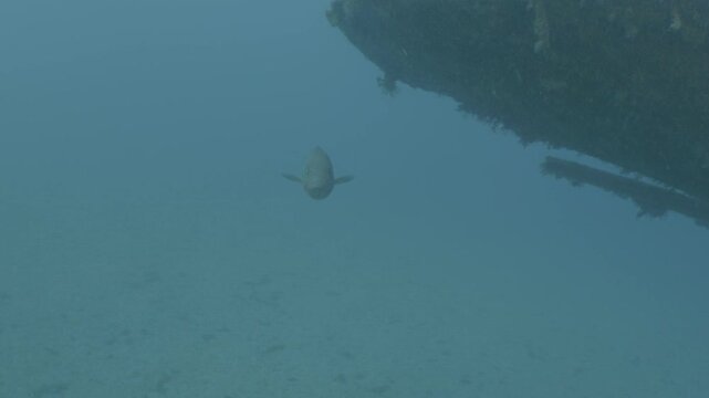 log footage of  fish around a c47 dakota airplane wreck underwater scenery