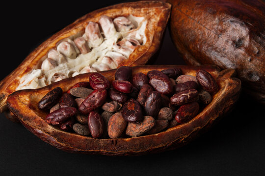 Fresh cocoa beans and dried cocoa pods. black background. Macro.