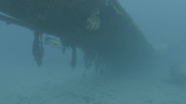log footage of  fish around a c47 dakota airplane wreck underwater scenery
